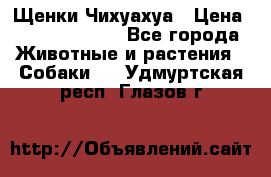 Щенки Чихуахуа › Цена ­ 12000-15000 - Все города Животные и растения » Собаки   . Удмуртская респ.,Глазов г.